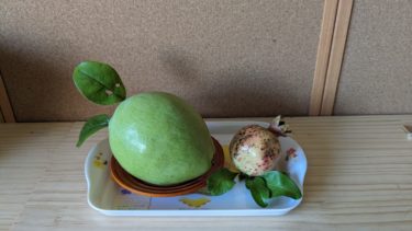 今年もカリンと会いました