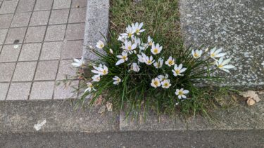 路肩のかわいい玉簾