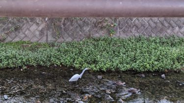 東川にサギがきてました