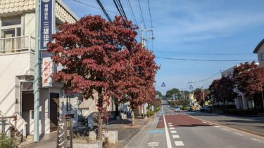 紅葉してきたハナミズキ