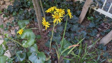 石蕗 – ツワブキ –