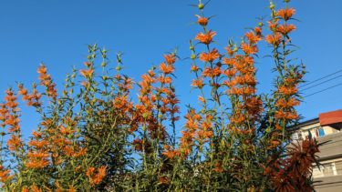 火焔着せ綿 – カエンキセワタ –