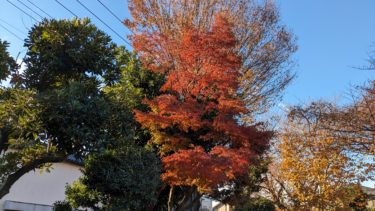 新郷公園のモミジ