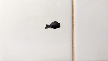 魚のような形の茄子の皮