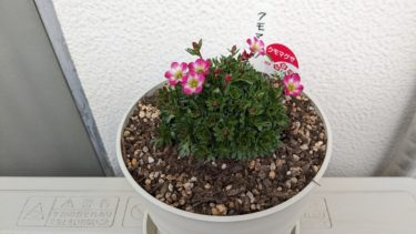 雲間草が花をつけました