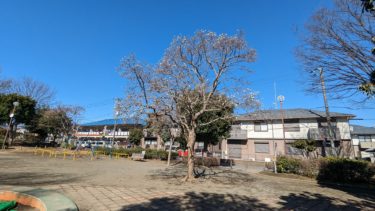 新郷公園のハクモクレン