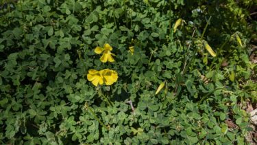 和田北公園の片喰