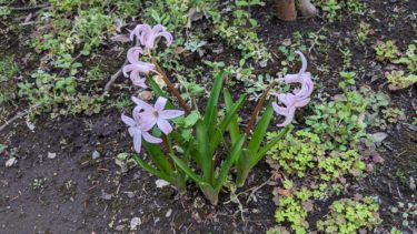 パン屋さんのヒヤシンス