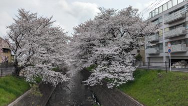 新日比田橋から見た桜