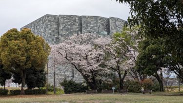 東所沢公園の桜
