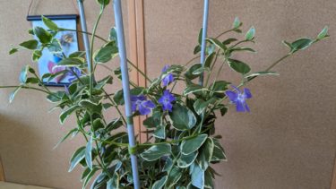 ツルニチニチソウ