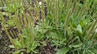 車前草 – おおばこ –