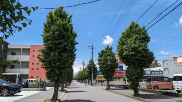 五月のイチョウの並木道