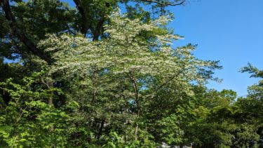 亀ヶ谷公園のエゴノキ