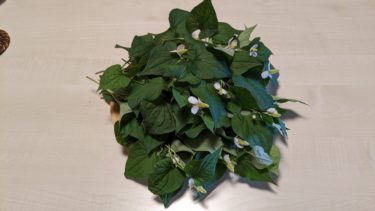 摘んできたドクダミ