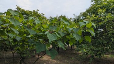 久木 – ヒサギ –