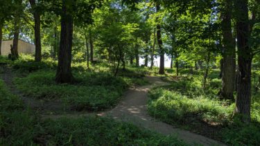 東所沢公園の林の小道