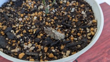 ニイニイ蝉が遊びにきてくれました