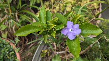 匂蕃茉莉 – ニオイバンマツリ –