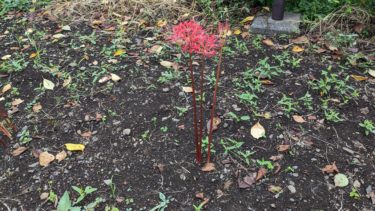 今年初めての彼岸花