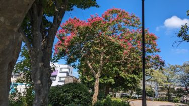 和田北公園の百日紅