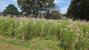 昭和記念公園のコスモス