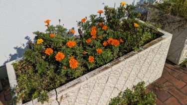 東所沢交番のマリーゴールド