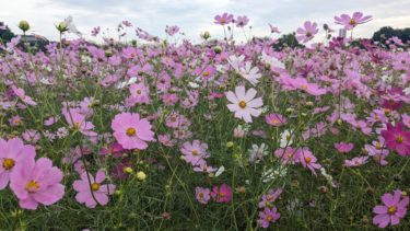 本郷のコスモス畑