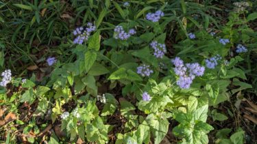 藤袴 – フジバカマ –