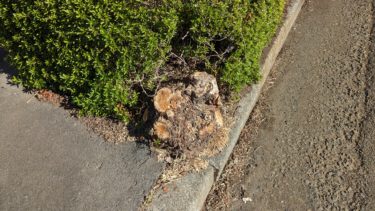 今年もニームが刈られました