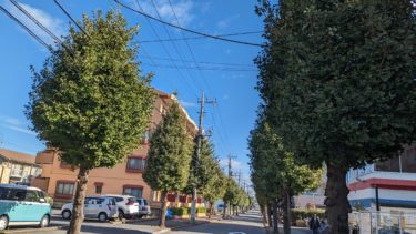 まだまだ緑な銀杏並木