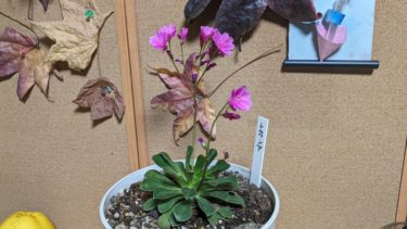 レウィシアとスカビオサ