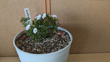 お昼に4時間だけ咲くお花