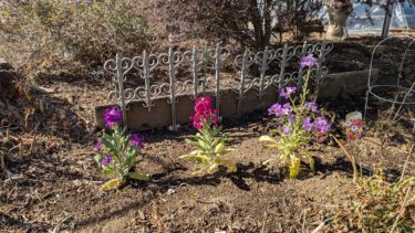 東所沢の花園の花壇