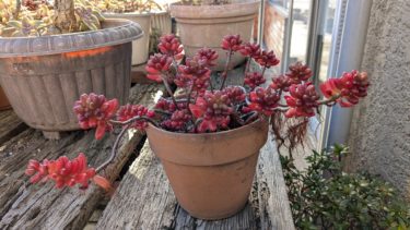 美容院の店先のセダム