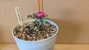 ラナンキュラスがまた花を咲かせてくれました