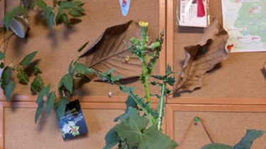 家の中の野芥子