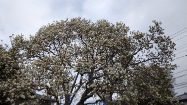 新郷公園の白木蓮