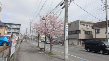 東所沢駅前通りの一本桜