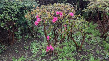 ツツジの花も咲き出しました