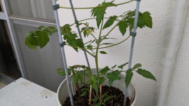 トマトのアイコが黄色いお花を咲かせました