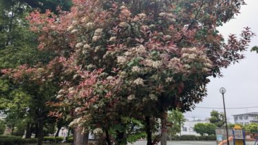 レッドロビンのお花