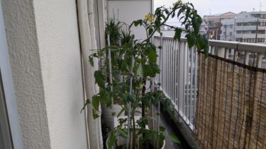 トマトのアイコ