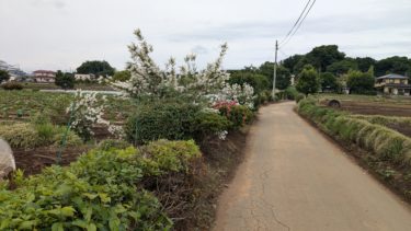 日比田の小道の空木の花