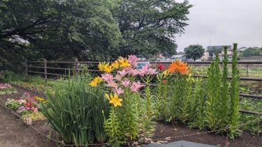 彼岸花通りの百合の花