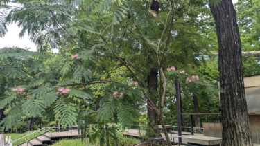 合歓の木 – ネム –