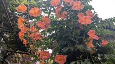 凌霄花 – ノウゼンカズラ –