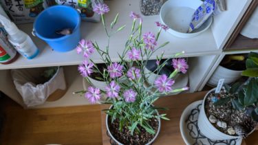 大和撫子 – ヤマトナデシコ –