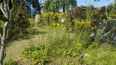 女郎花 – オミナエシ –