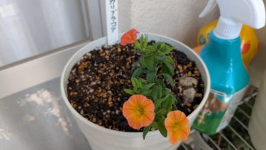 猛暑とカリブラコア